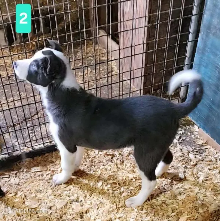 Abby – Border Collie puppy for sale in Prairie du Chien, WI