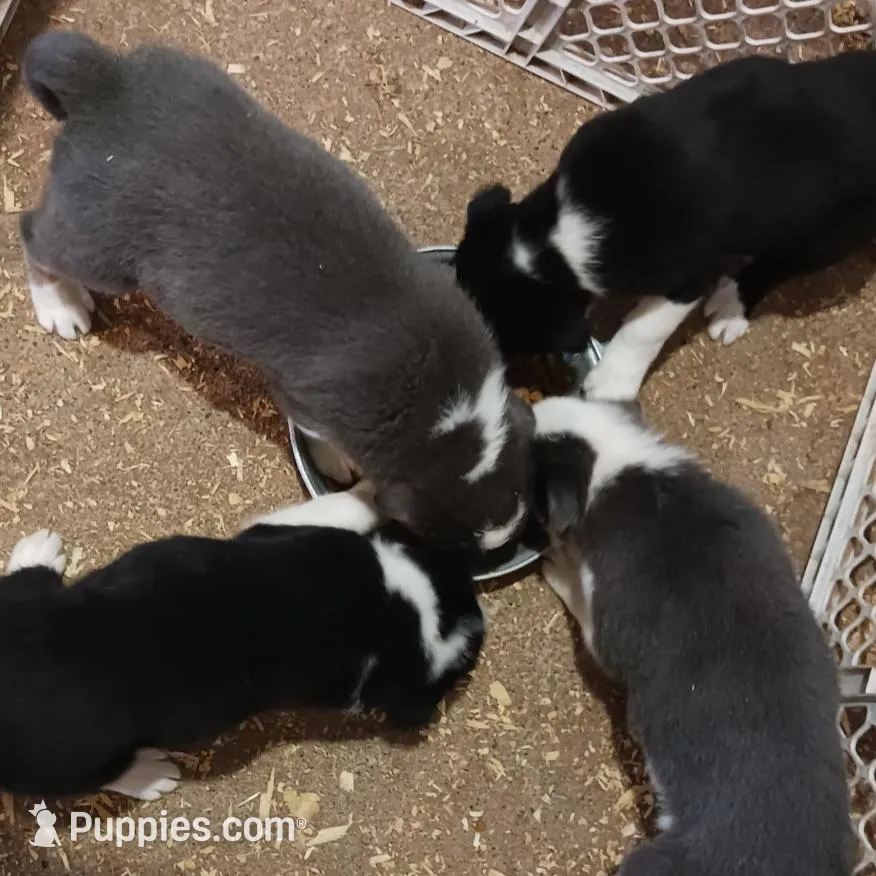 Abby, a female Border Collie for sale in Prairie du Chien, WI – Photo 4 of 8