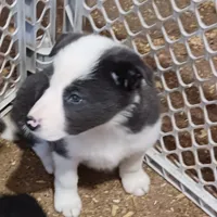 Abby, a female Border Collie for sale in Prairie du Chien, WI – Photo 1 of 8