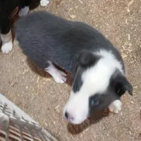 Abby, a female Border Collie for sale in Prairie du Chien, WI – Photo 3 of 8