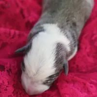 Abby, a female Border Collie for sale in Prairie du Chien, WI – Photo 6 of 8