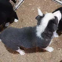 Abby, a female Border Collie for sale in Prairie du Chien, WI – Photo 2 of 8