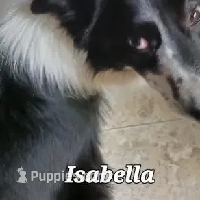 Abby, a female Border Collie for sale in Prairie du Chien, WI – Photo 7 of 8