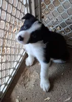 Ivy, a female Border Collie for sale in Prairie Du Chien, WI – 5 of 5
