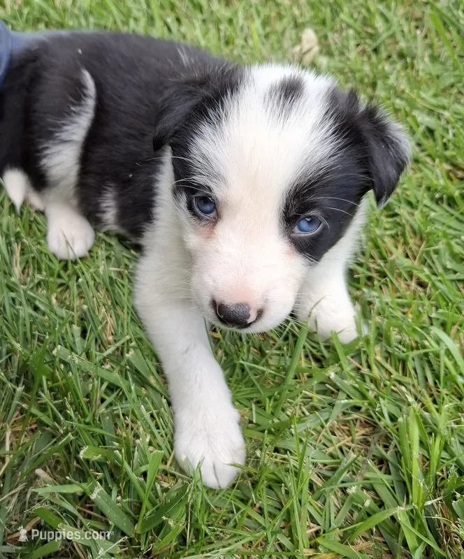 Mitzie – Border Collie puppy for sale in Prairie Du Chien, WI