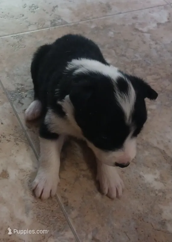 Aria – Border Collie puppy for sale in Prairie du Chien, WI