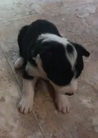 Aria, a female Border Collie for sale in Prairie du Chien, WI – 1 of 2
