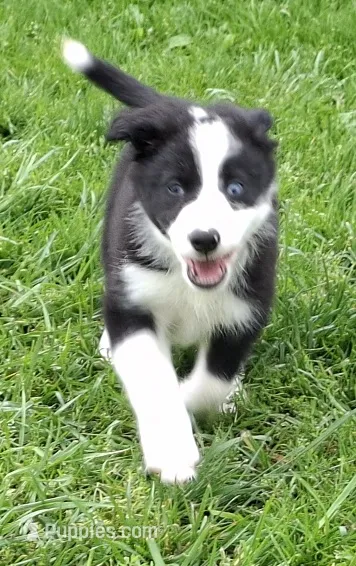 Flash – Border Collie puppy for sale in Prairie Du Chien, WI