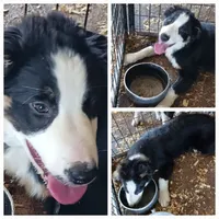 Jake, a male Border Collie for sale in Prairie du Chien, WI – 7 of 7
