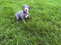AKC Bleu, a male Italian Greyhound for sale in Hickory, NC – Photo 9 of 10
