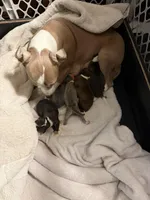 Bleu, a male Italian Greyhound for sale in Hickory, NC – Photo 9 of 9