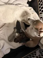 Bleu, a male Italian Greyhound for sale in Hickory, NC – Photo 8 of 9