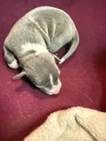 Bleu, a male Italian Greyhound for sale in Hickory, NC – Photo 4 of 9
