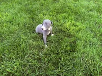 AKC Bleu, a male Italian Greyhound for sale in Hickory, NC – Photo 8 of 10