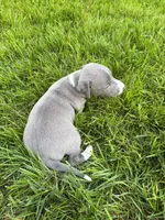 AKC Bleu, a male Italian Greyhound for sale in Hickory, NC – Photo 3 of 10