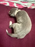 Bleu, a male Italian Greyhound for sale in Hickory, NC – Photo 2 of 9