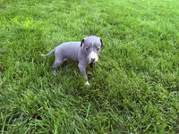 AKC Bleu, a male Italian Greyhound for sale in Hickory, NC – Photo 10 of 10