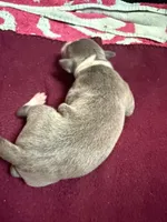 Bleu, a male Italian Greyhound for sale in Hickory, NC – Photo 5 of 9