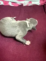 Bleu, a male Italian Greyhound for sale in Hickory, NC – Photo 6 of 9