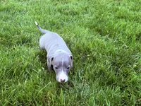 AKC Bleu, a male Italian Greyhound for sale in Hickory, NC – Photo 5 of 10