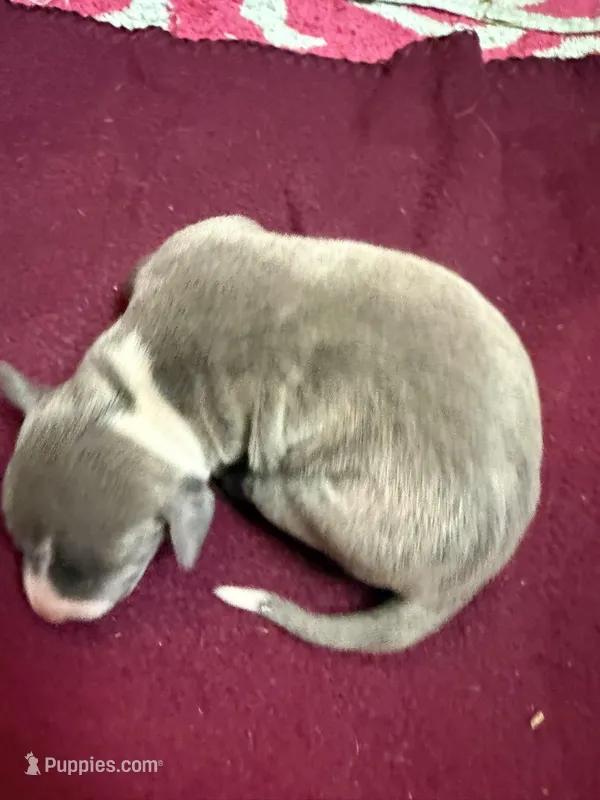 Bleu, a male Italian Greyhound for sale in Hickory, NC – Photo 1 of 9