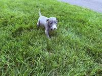 AKC Bleu, a male Italian Greyhound for sale in Hickory, NC – Photo 6 of 10