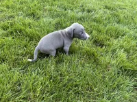 AKC Bleu, a male Italian Greyhound for sale in Hickory, NC – Photo 7 of 10