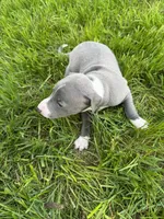 AKC Bleu, a male Italian Greyhound for sale in Hickory, NC – Photo 2 of 10