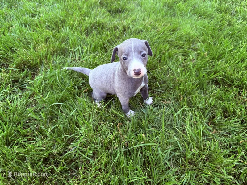 Bleu – Italian Greyhound puppy for sale in Hickory, NC