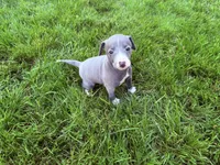 AKC Bleu, a male Italian Greyhound for sale in Hickory, NC – Photo 1 of 10