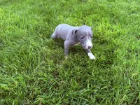 AKC Bleu, a male Italian Greyhound for sale in Hickory, NC – Photo 4 of 10