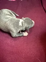 Bleu, a male Italian Greyhound for sale in Hickory, NC – Photo 3 of 9