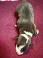 Hudson, a male Italian Greyhound for sale in Hickory, NC – Photo 6 of 6