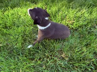 AKC Hudson, a male Italian Greyhound for sale in Hickory, NC – 9 of 10