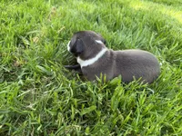 AKC Hudson, a male Italian Greyhound for sale in Hickory, NC – 3 of 10
