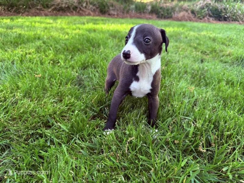 Hudson – Italian Greyhound puppy for sale in Hickory, NC