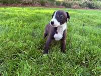 AKC Hudson, a male Italian Greyhound for sale in Hickory, NC – 1 of 10
