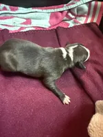 Hudson, a male Italian Greyhound for sale in Hickory, NC – Photo 3 of 6