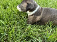 AKC Hudson, a male Italian Greyhound for sale in Hickory, NC – 4 of 10