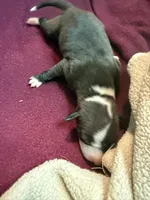 Hudson, a male Italian Greyhound for sale in Hickory, NC – Photo 4 of 6