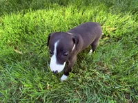 AKC Hudson, a male Italian Greyhound for sale in Hickory, NC – 5 of 10