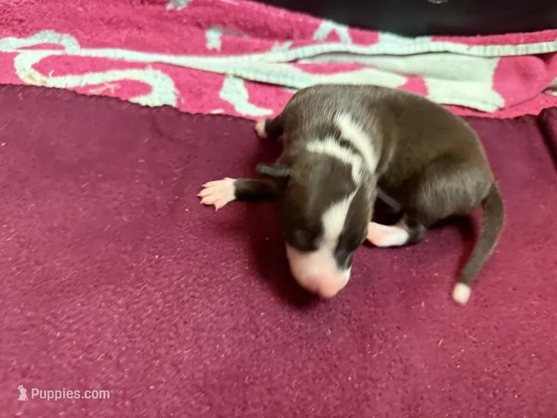 Hudson – Italian Greyhound puppy for sale in Hickory, NC