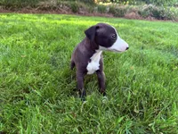AKC Hudson, a male Italian Greyhound for sale in Hickory, NC – 6 of 10