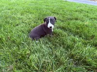 AKC Hudson, a male Italian Greyhound for sale in Hickory, NC – 8 of 10