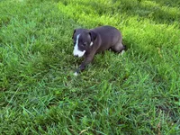 AKC Hudson, a male Italian Greyhound for sale in Hickory, NC – 7 of 10