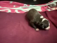 Hudson, a male Italian Greyhound for sale in Hickory, NC – Photo 2 of 6