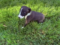 AKC Hudson, a male Italian Greyhound for sale in Hickory, NC – 10 of 10