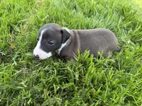 AKC Hudson, a male Italian Greyhound for sale in Hickory, NC – 2 of 10