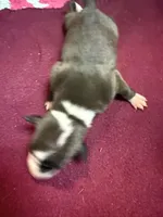 Hudson, a male Italian Greyhound for sale in Hickory, NC – Photo 5 of 6