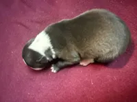 Gable, a male Italian Greyhound for sale in Hickory, NC – Photo 3 of 10